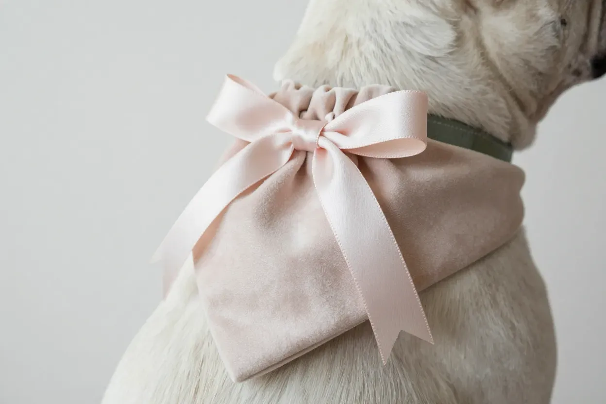 A soft satin pouch tied with silk ribbons secured to a french bulldogs collar