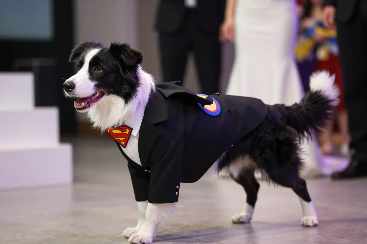 Superhero themed formal suit with cape on playful male dog