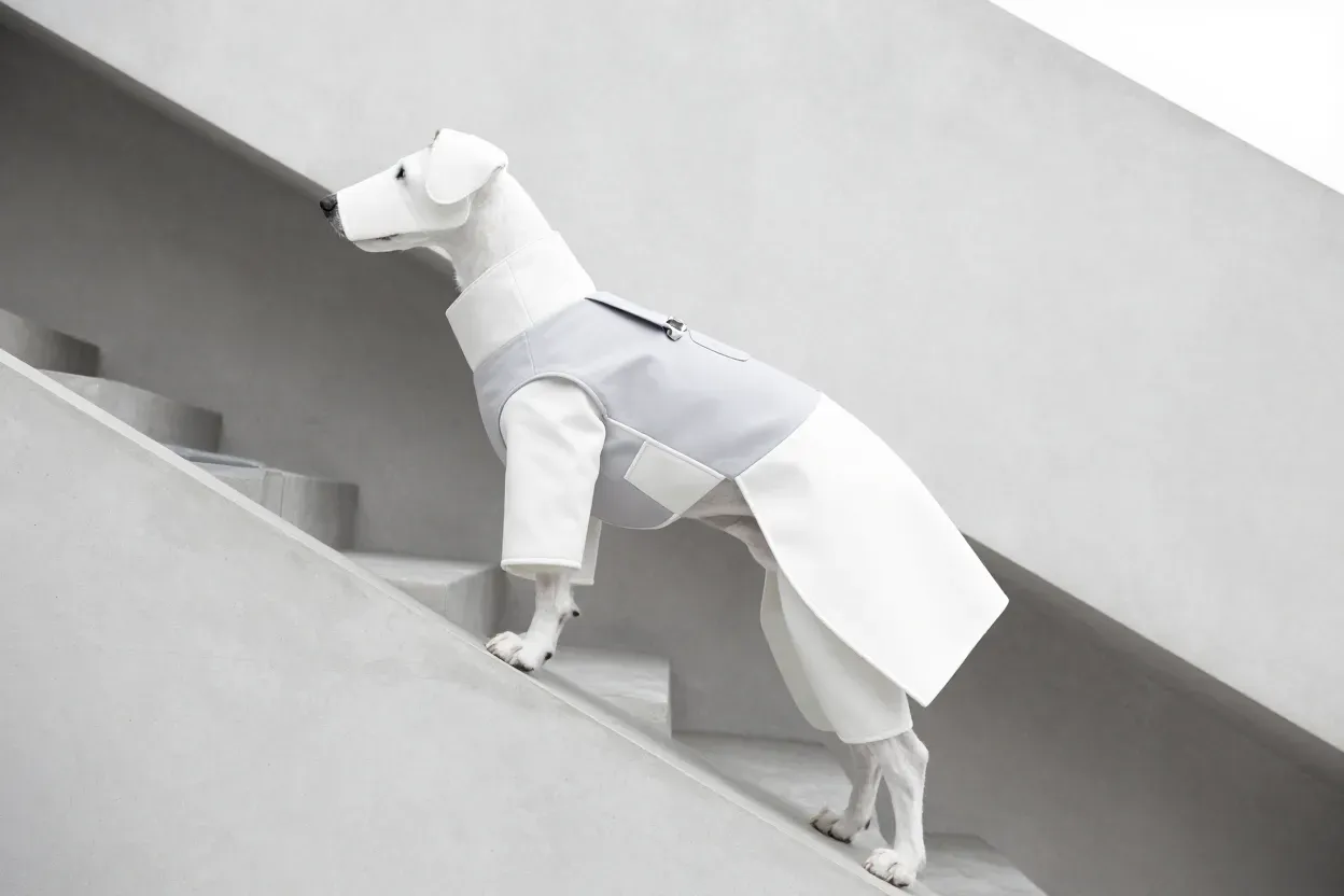 Modern minimalist dog dress asymmetrical architectural lines