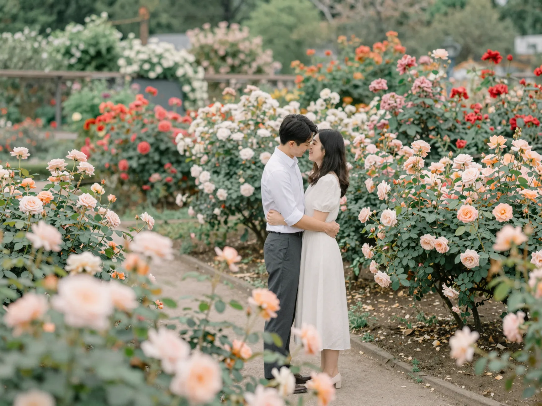 A couple embraces amidst blooming roses at the expo center rose garden