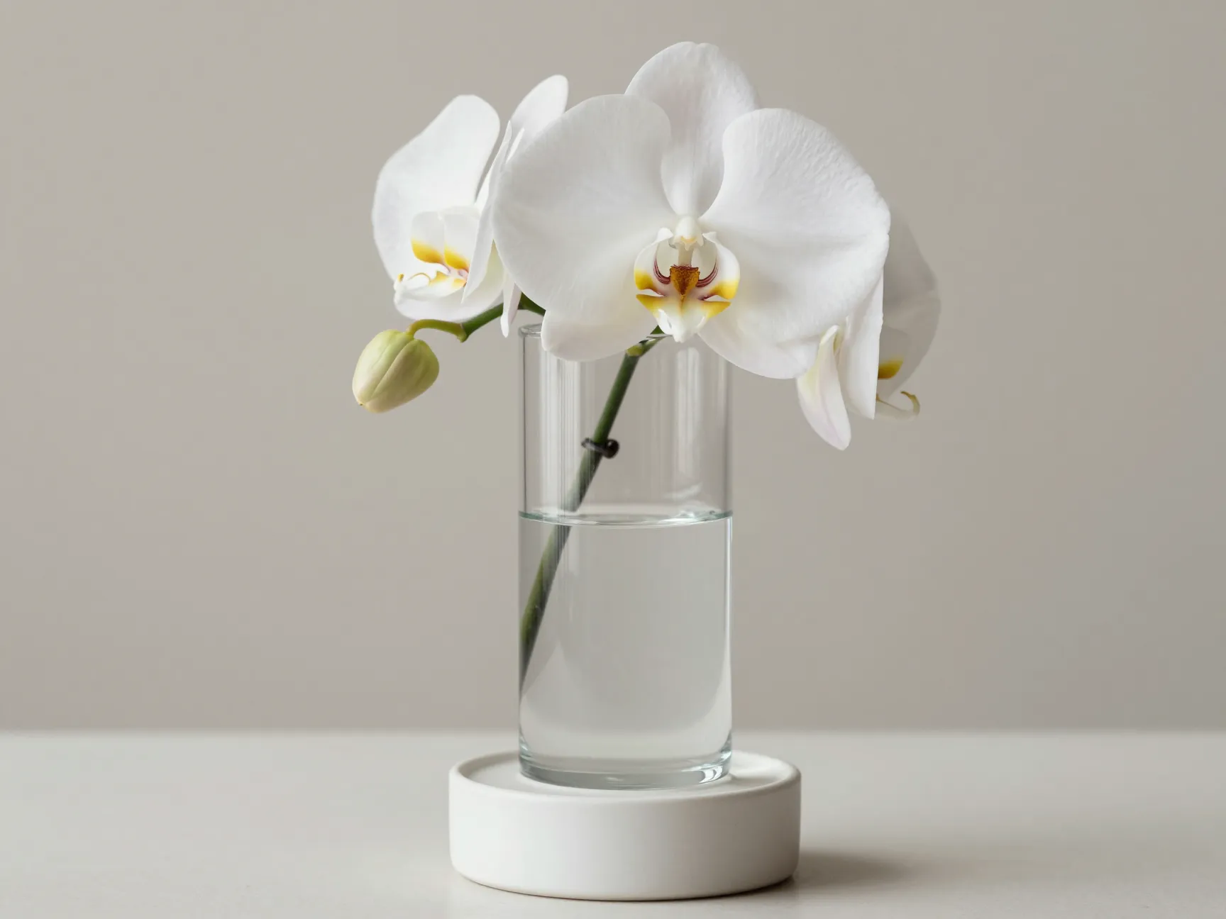 Elevated minimalist vase with single sculptural white orchid