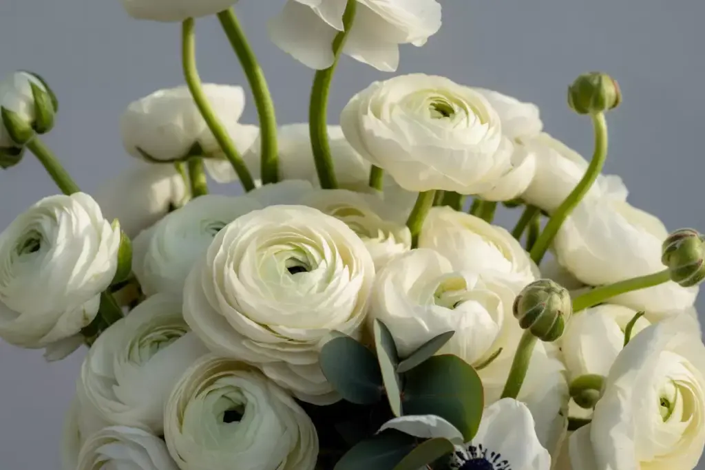 White ranunculus flowers with green stems and leaves against a neutral gray background.