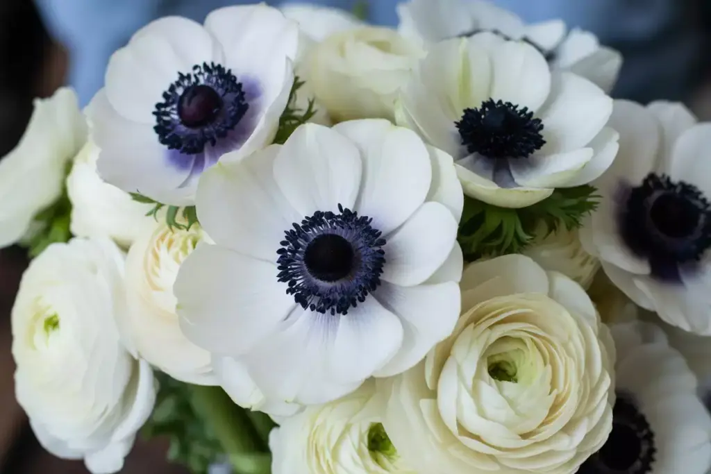 Close-up of white anemone flowers with dark centers, surrounded by white ranunculus blooms.