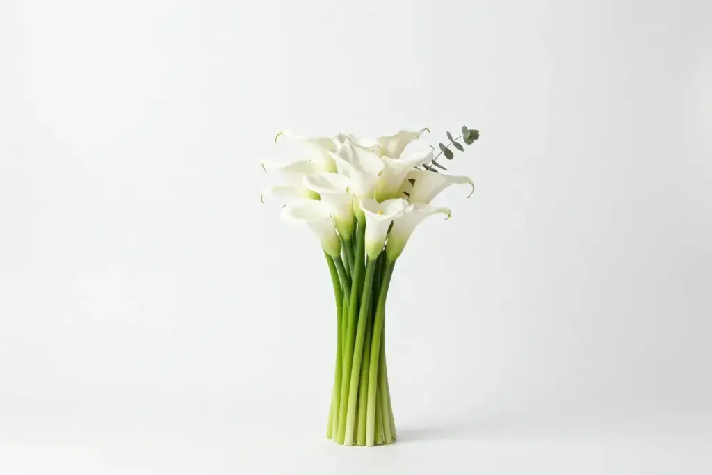 Minimalist calla lily bouquet white modern studio isolated design