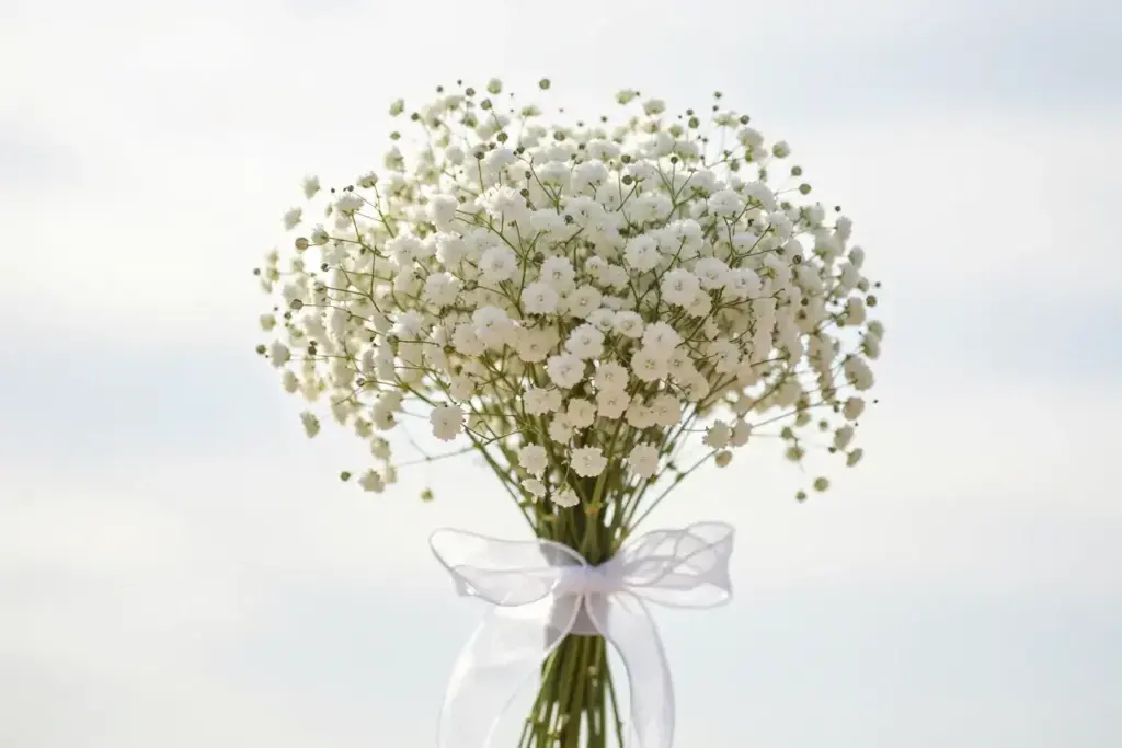 Ethereal all babys breath cloud bouquet backlit by soft sunlight