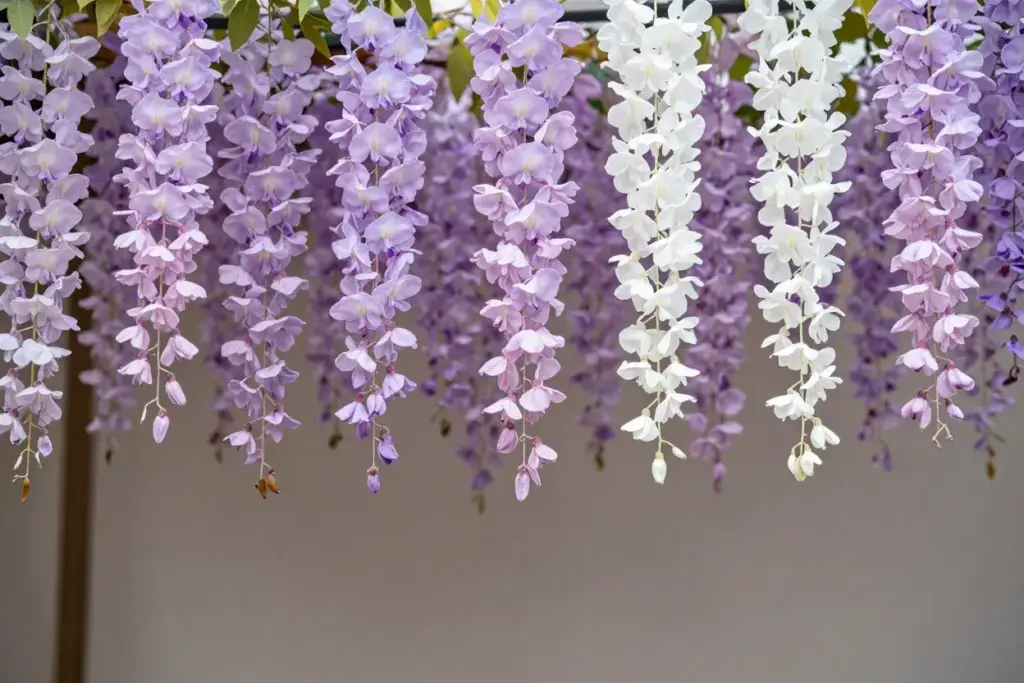 Trailing artificial wisteria clusters long elegant cascading vines