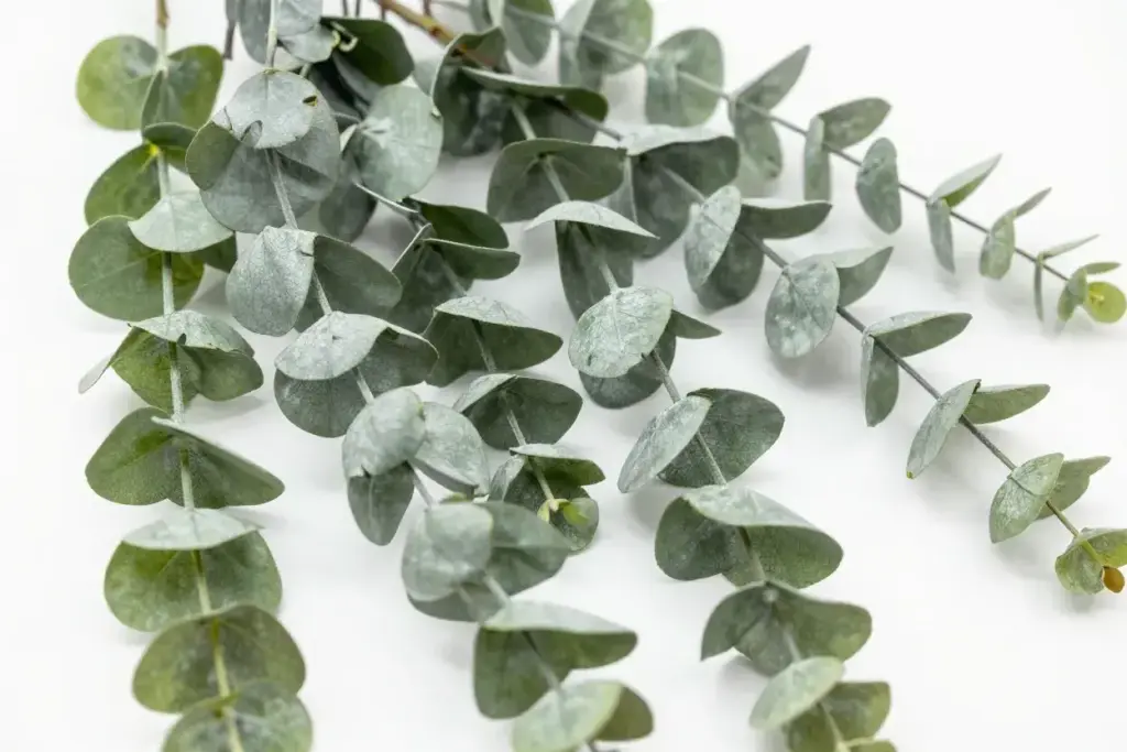 Artificial eucalyptus garland silvery green draping greenery texture