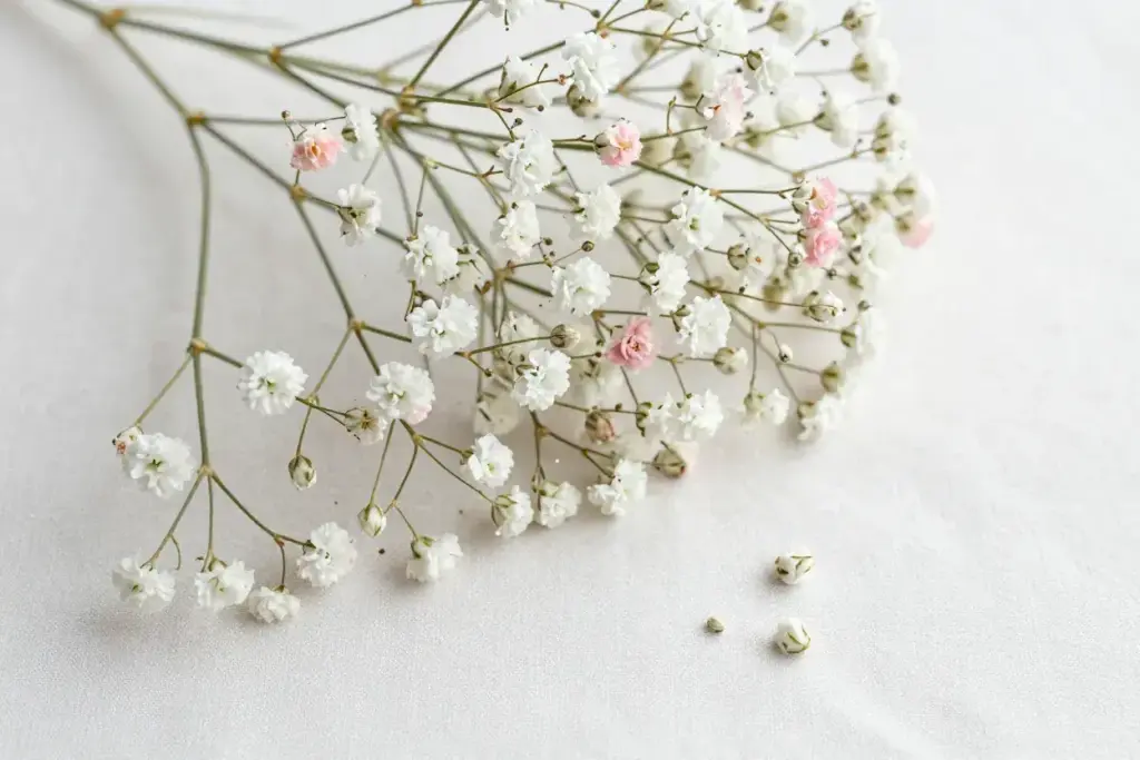 Preserved babys breath cloud delicate dried flowers floral filler