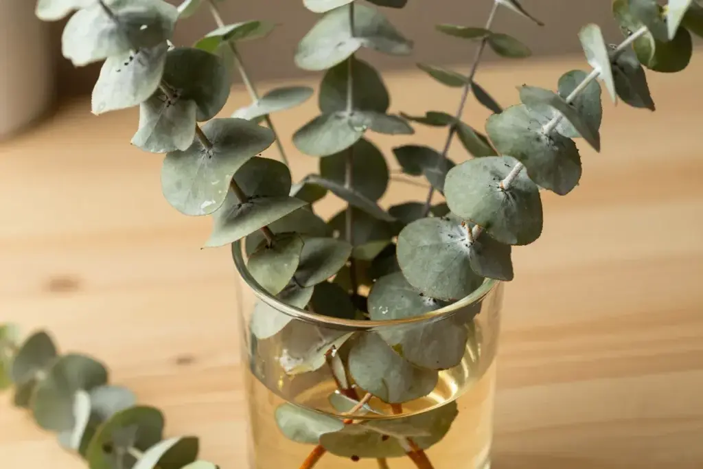 Eucalyptus branches glycerin preservation silvery leaves glass vessel