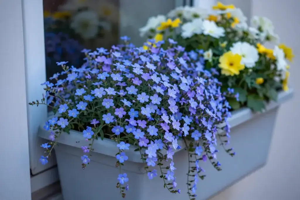 Trailing lobelia blue purple cascade window box delicate flowers