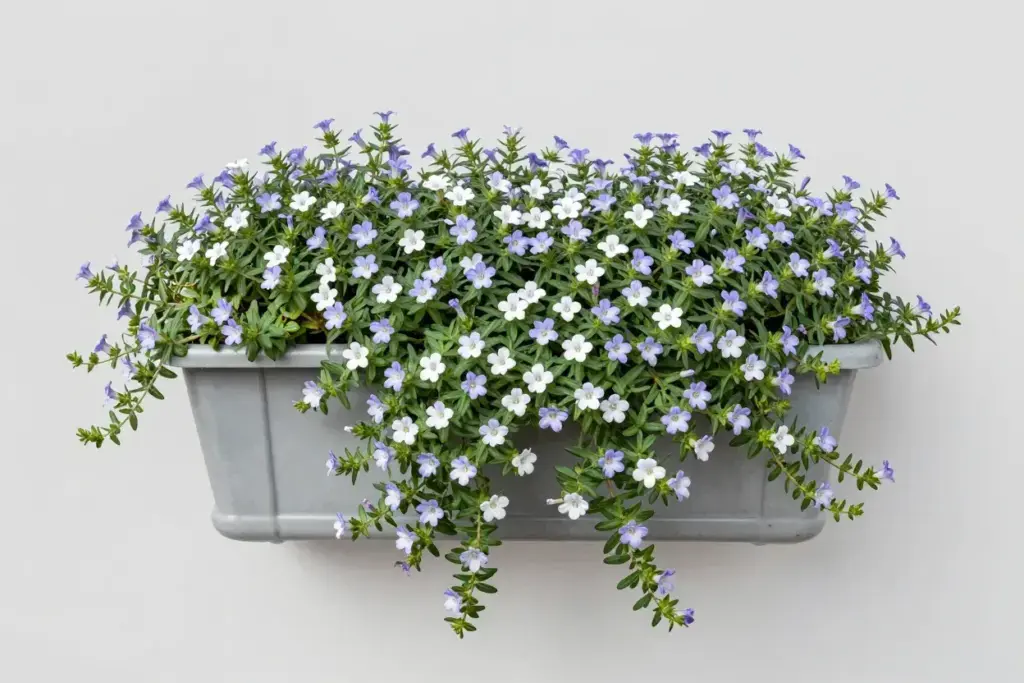 Bacopa white lavender cascade reliable spiller window box