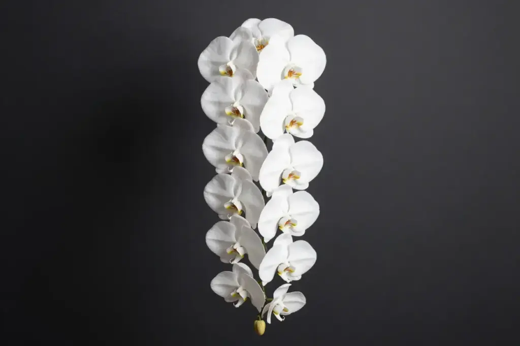Sleek cascading white orchid bouquet on dark background