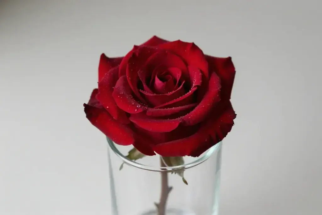 Preserved rose luxury gift minimalist studio photography realistic texture