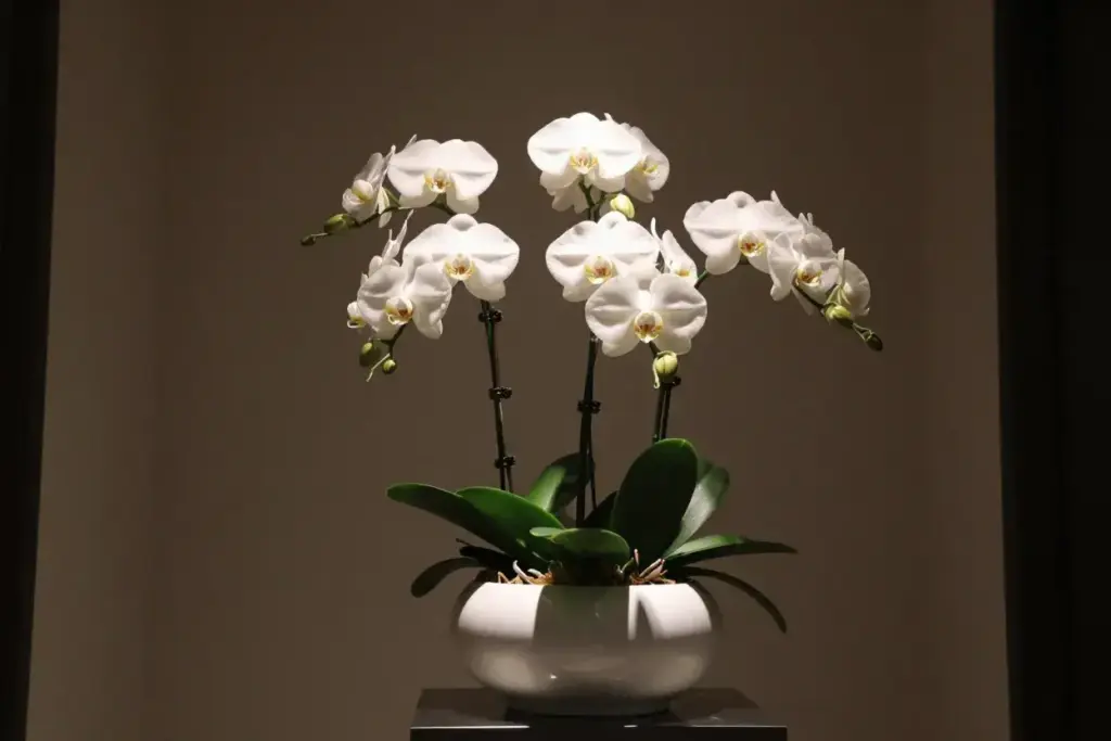 Artificial phalaenopsis orchid modern pot low light home decor