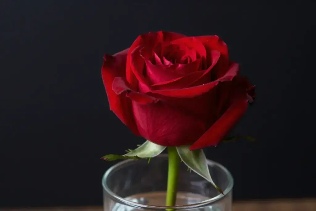 Single deep crimson rose bud with dew on petals macro shot