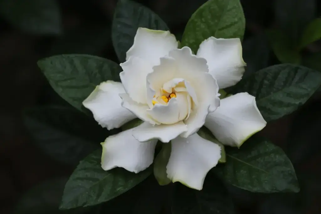 Single pristine white gardenia on glossy dark green leaves still life