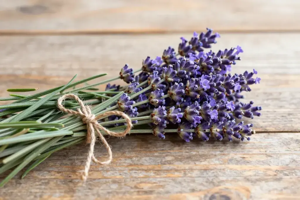 Fresh purple lavender sprigs tied with twine on rustic wooden table