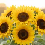 The Ultimate Love Bouquet: 7 Blooms That Speak the Language of the Heart