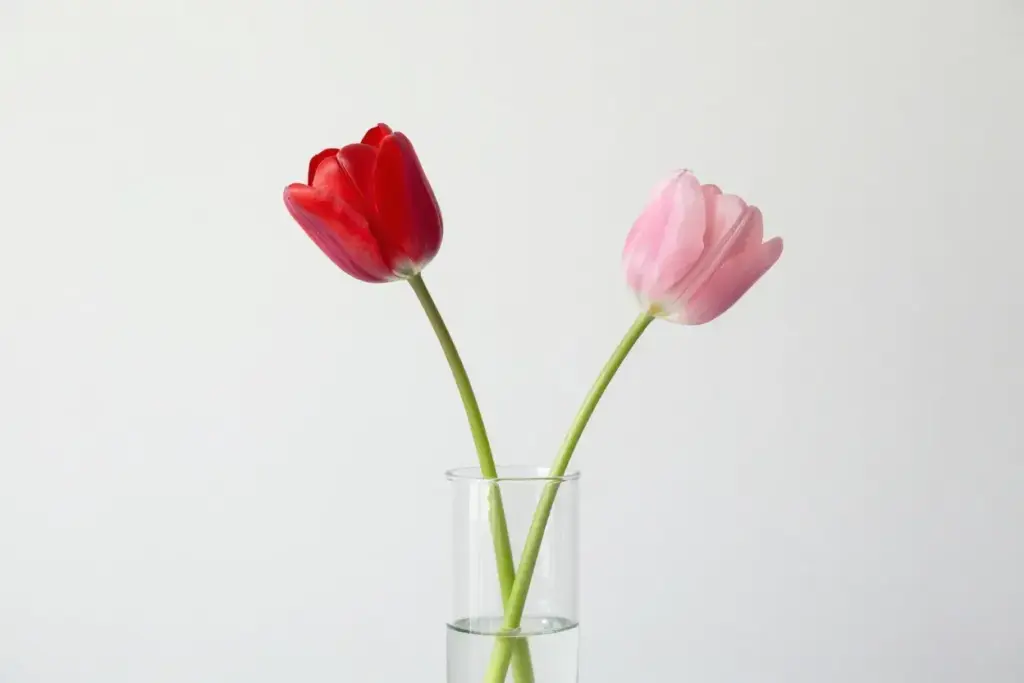 Red and pink tulips in simple clear vase minimalist arrangement