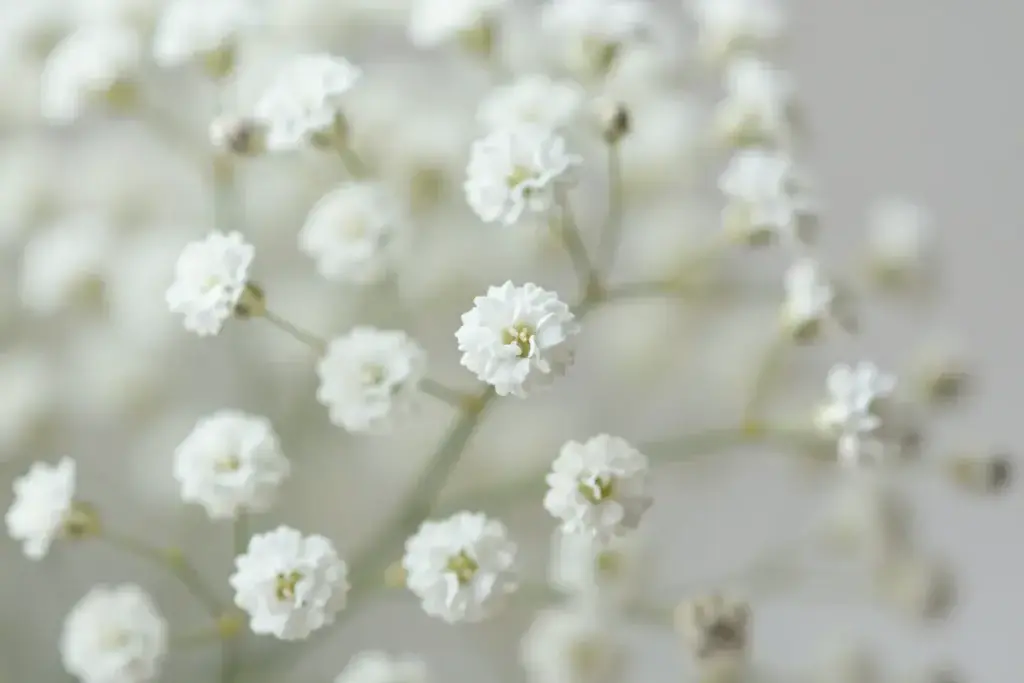 Macro shot of delicate white babys breath cloud ethereal texture