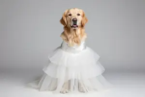 Read more about the article 7 Big Dog Wedding Dresses That Fit Large Breeds Perfectly