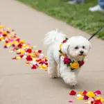 6 Ways to Include Your Dog in the Wedding Ceremony: Creating Unforgettable Memories with Your Furry Family Member