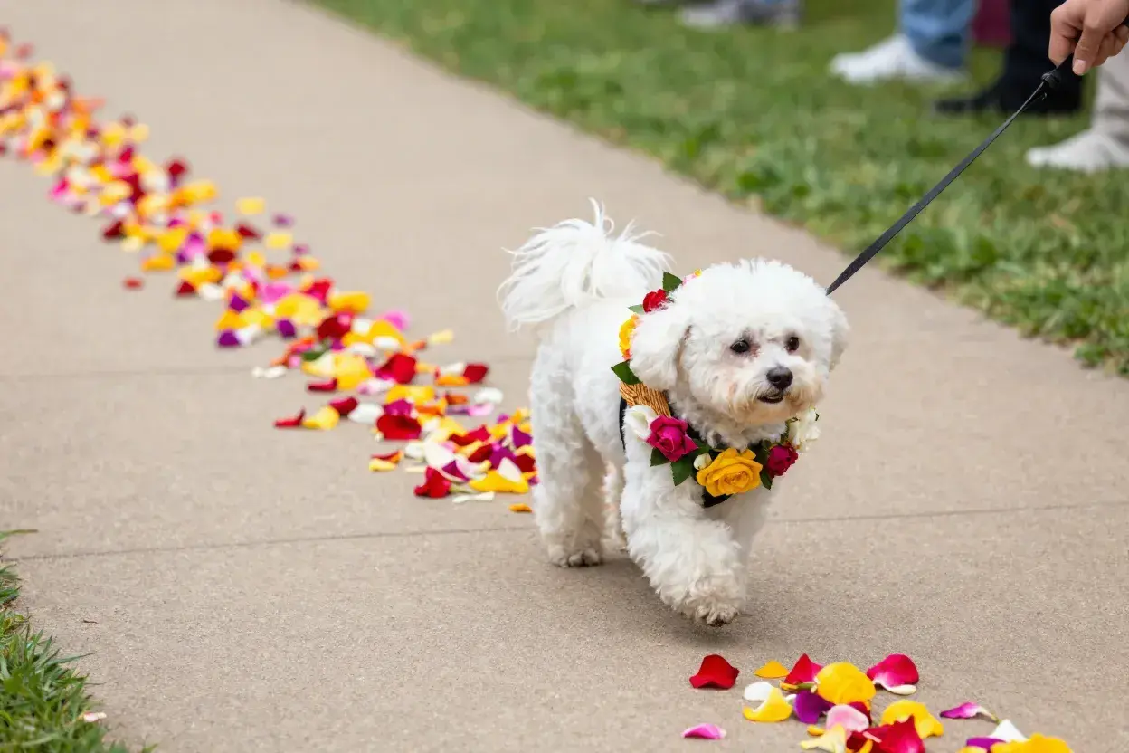 Read more about the article 6 Ways to Include Your Dog in the Wedding Ceremony: Creating Unforgettable Memories with Your Furry Family Member