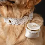 6 Pawsitively Perfect Dog Wedding Ring Ideas & Safety Tips