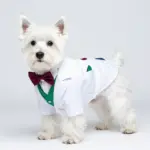 8 Dapper Dog Suits for Weddings That Will Steal the Show