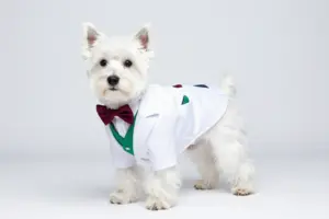 Read more about the article 8 Dapper Dog Suits for Weddings That Will Steal the Show