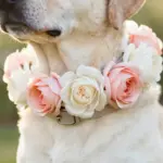 8 Big Dog Wedding Outfits That Are Surprisingly Stylish & Comfortable