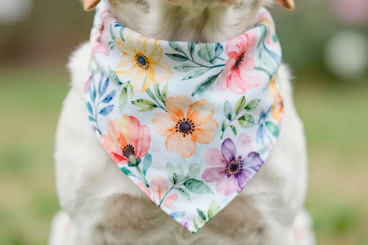 Read more about the article The 6 Best Dog Wedding Bandanas for a Picture-Perfect Pup